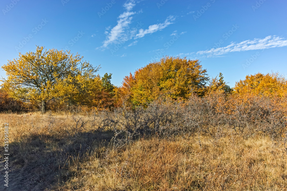 Autumn landscape of Cherna Gora mountain, Bulgaria