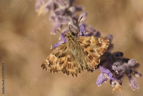 Closeup on a Mediterranean mallow skipper butterfly, Carcharodus alceae, sitting with open wings on purple Russian sage flowers photo