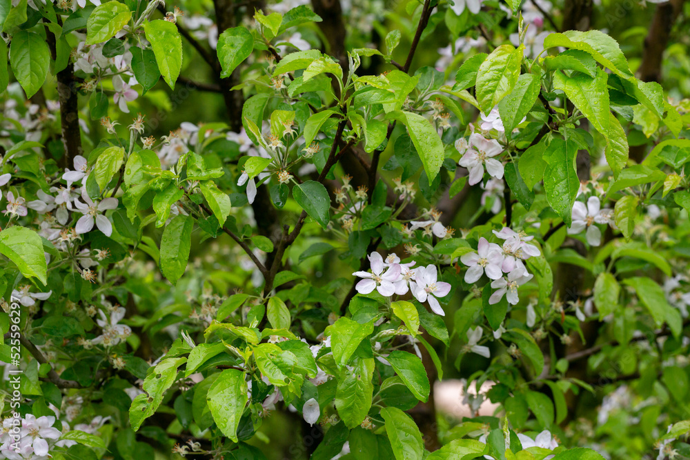 tree - apple trees blossomed, close-up of white and pink flowers of a fruit tree on a branch on a blurred background tree - apple trees blossomed, close-up of white and pink flowers of a fruit tree on a branch on a blurred background