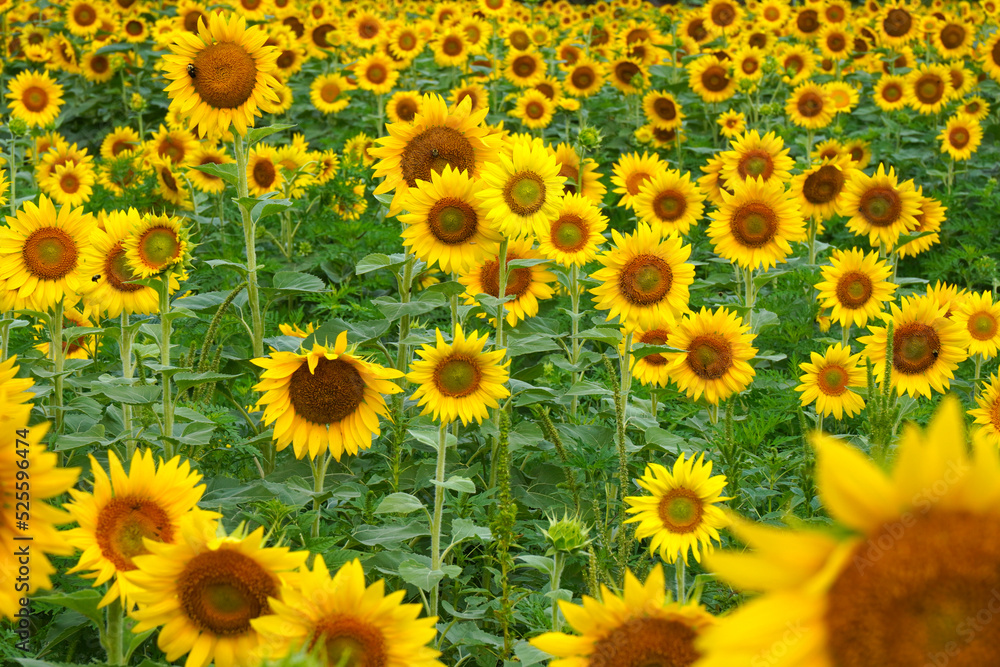 Field of bright yellow sunflowers in bloom Field of bright yellow sunflowers in bloom