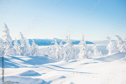Firs frost on mountain slope covered with snow. Hoarfrost in winter forest