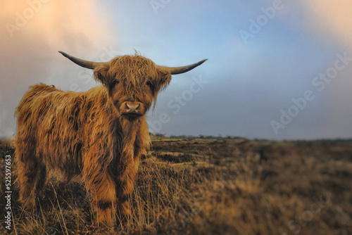 Beautiful long-haired highland cattle with a cloudy sky in the background, Highlands Scotland
