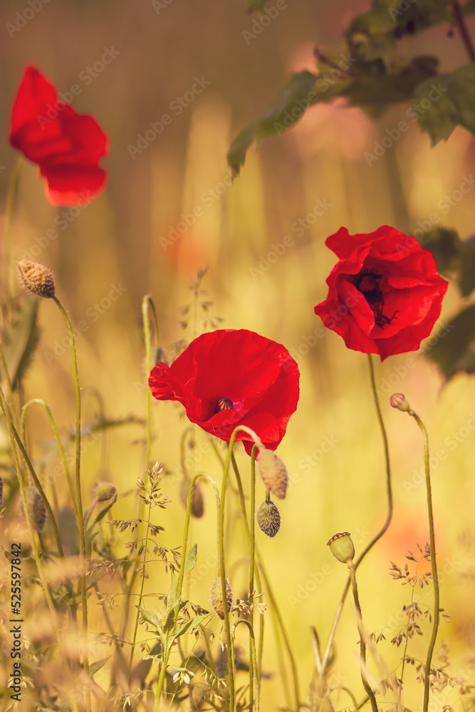 Obraz premium Mohnfeld
