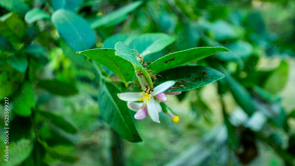 Green-leafed melon trees are in bloom swarming with red ants Green-leafed melon trees are in bloom swarming with red ants