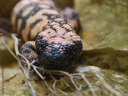 Closeup shot of a Gila monster crawling in the sand photo