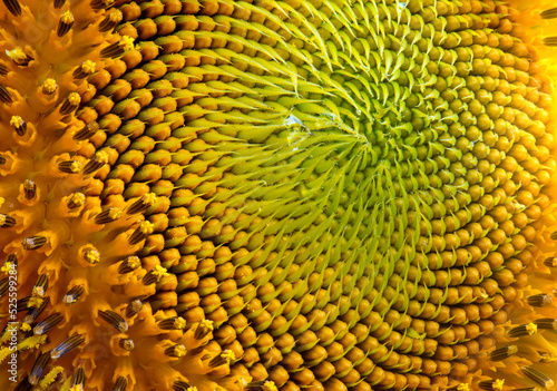 sunflower close up