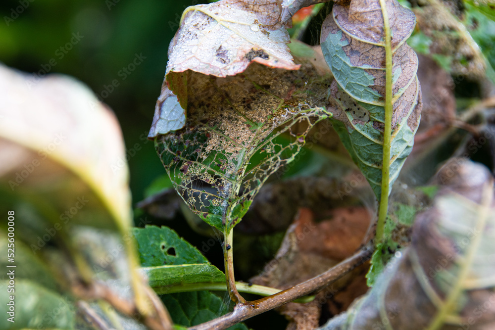 Bird cherry moth on green branches. Leaves withered, curled up and