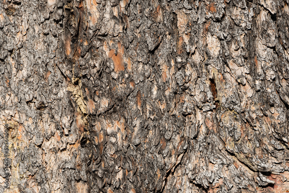 Pine bark of old tree as abstract background. Textured surface of trunk. Pine bark of old tree as abstract background. Textured surface of trunk.
