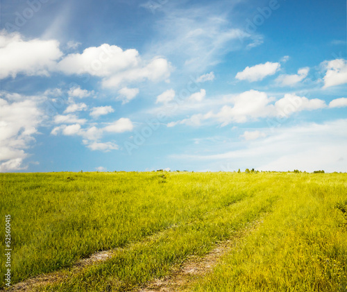 beautiful summer fields