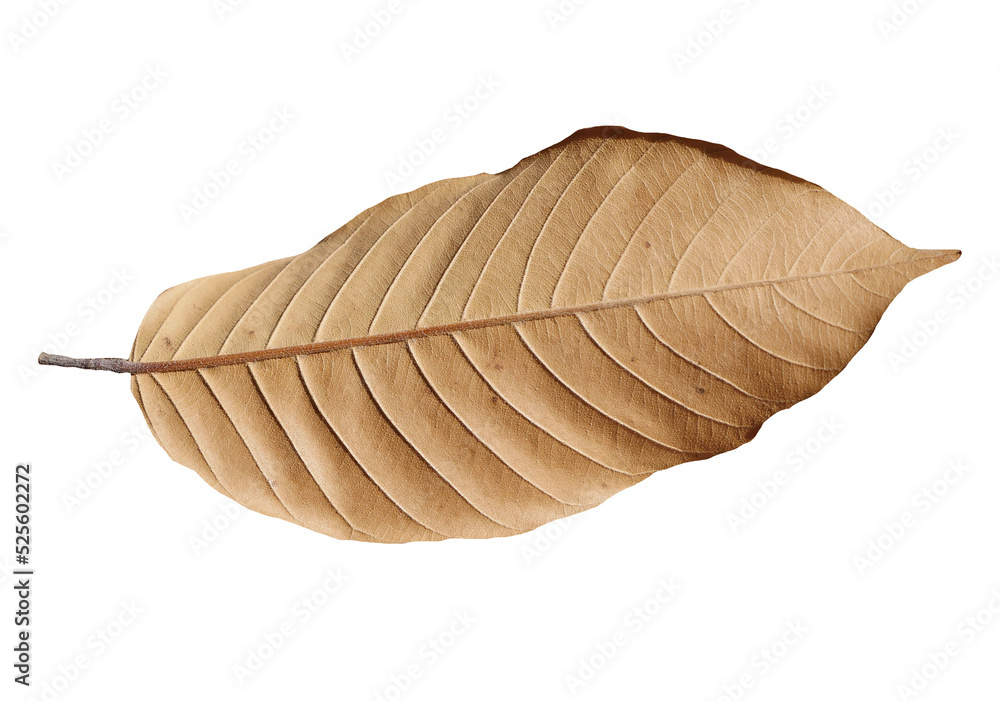 Dry leaf isolated transparency background.. Dry leaf isolated transparency background..