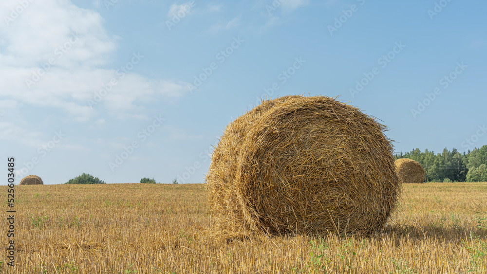 Hay bales on the field after harvest. Landscape of straw bales on agricultural field. Countryside landscape. Hay bales on the field after harvest. Landscape of straw bales on agricultural field. Countryside landscape.