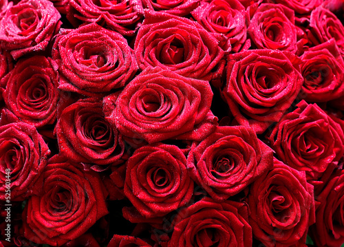 Bright red roses. Fresh flowers for the holidays.