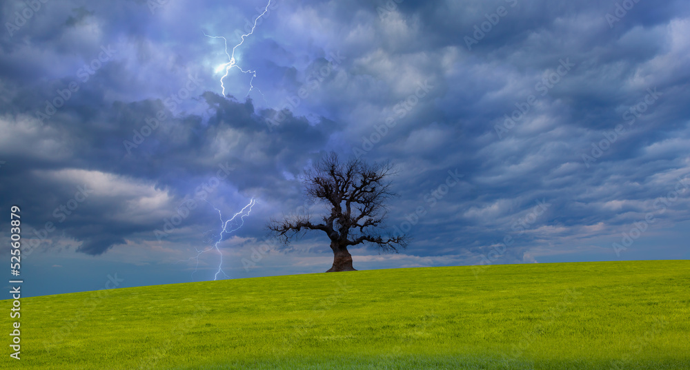 Obraz premium Bright lightning hit the dead tree with green grass field - Stormy sky with thunderbolt over rural landscape