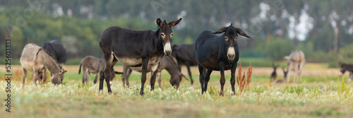 Herd of donkeys looking into the camera or grazing on a pasture in summer. Group of domestic animals feeding on grass and flowers on a meadow near farm.