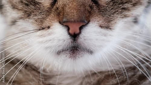 Macro shoot on cat mouth and whiskers 