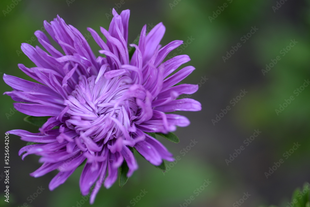 asters pink flowers, asters pink, autumn flowers, asters close-up, photo in good quality, photo close-up, background, photo in good quality, aster buds asters pink flowers, asters pink, autumn flowers, asters close-up, photo in good quality, photo close-up, background, photo in good quality, aster buds