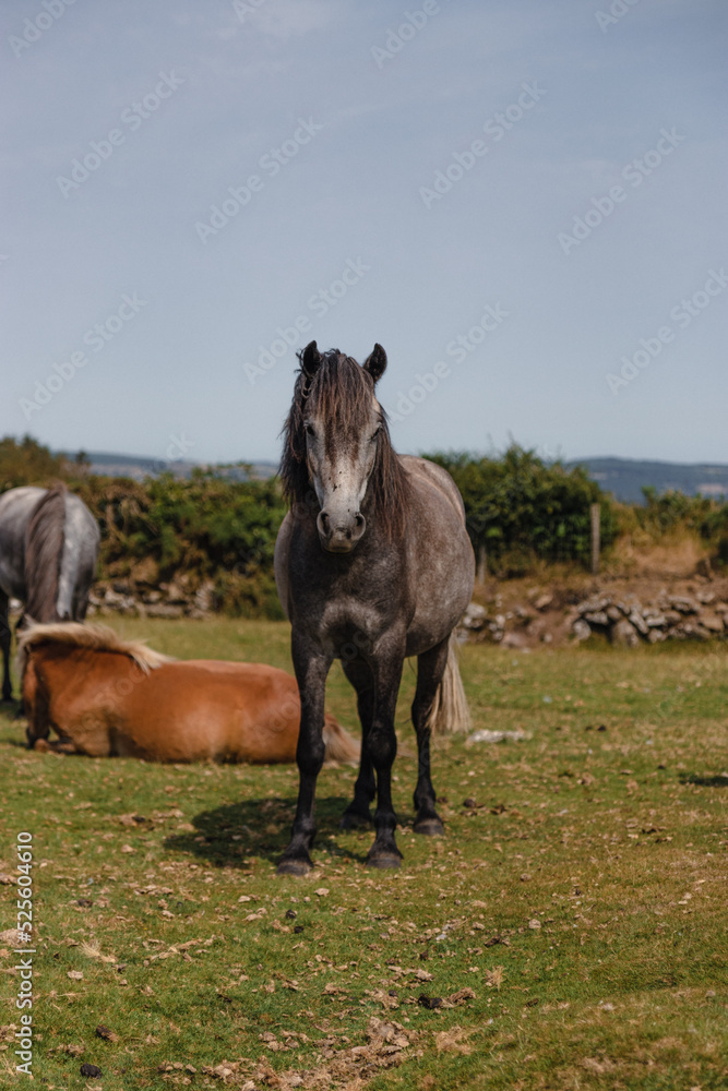 wild ponies