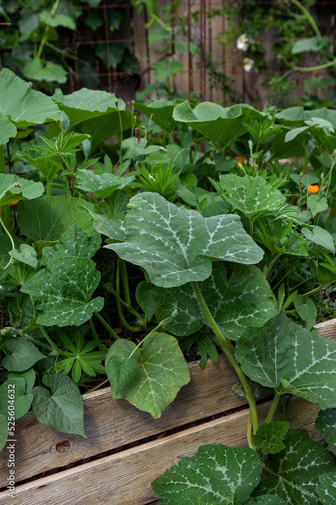 Obraz premium Zucchini and green plants growing in wooden boxes