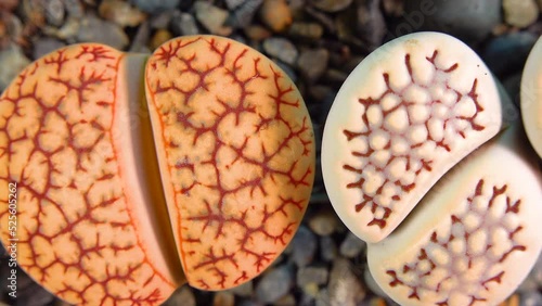 Mesembs (Lithops gracilidelineata, Lithops bromfeldii) South African plant from Namibia in the botanical collection of supersucculent plants photo