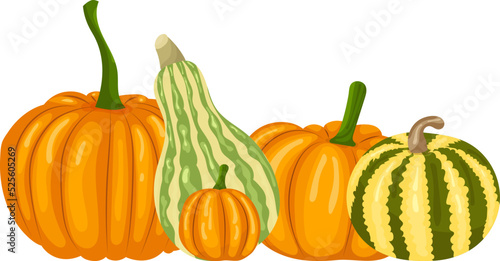 pumpkins of different varieties in flat style isolated, vector