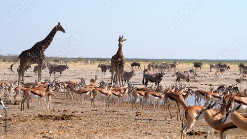 Wild animals congregate around a waterhole in Etosha National Park, Namibia, Africa.