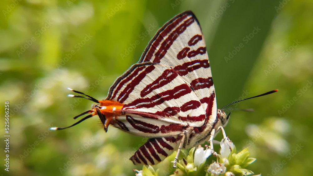 Obraz premium Closeup shot of a long banded silverline butterfly on a flower. Cigaritis lohita. Supper macro photo of insects and bugs