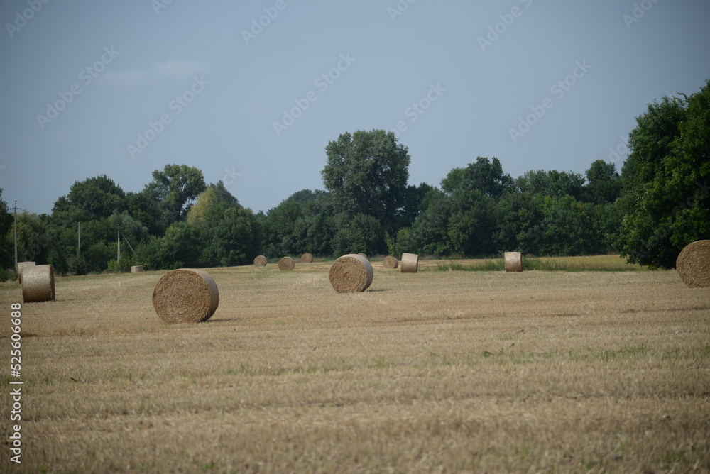 round haystack, mowed wheat straw field, haystacks on the field, stubble	
