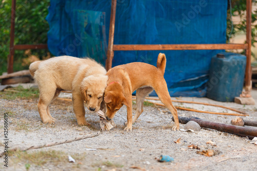 Two dogs are playing and fighting on ground floor. © Arnon