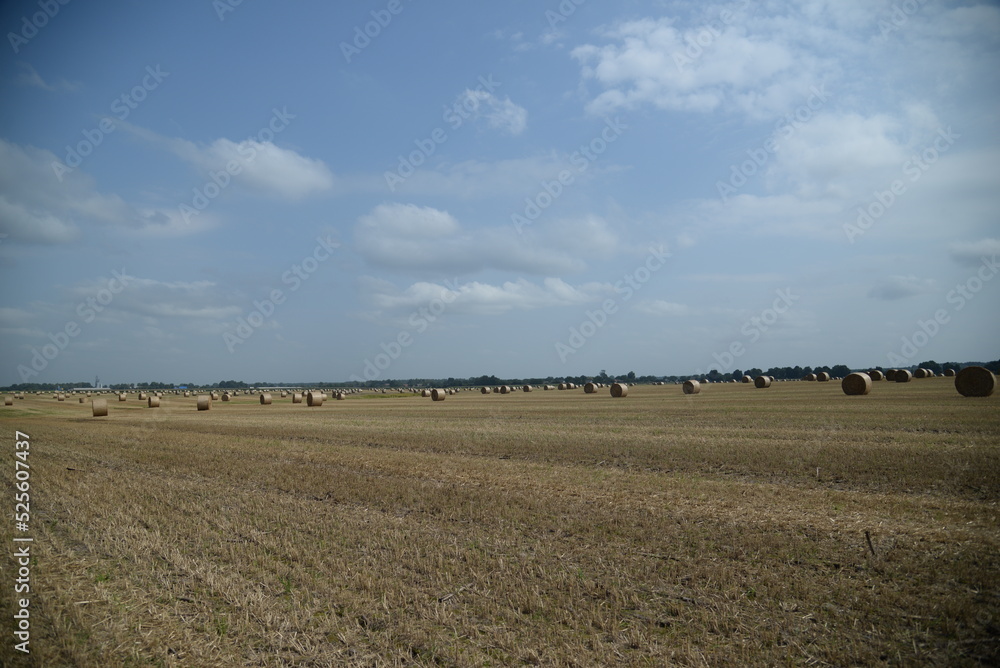 round haystack, mowed wheat straw field, haystacks on the field, stubble	