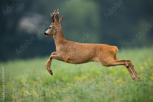 Obraz na płótnie Spooked roe deer, capreolus capreolus, buck running away from danger in summer nature. Animal wildlife spring fast and jumping into the air as it escapes from a predator. w salonie