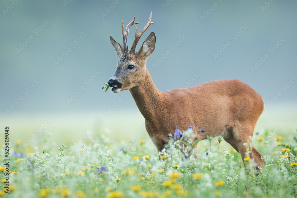 Roe deer, capreolus capreolus, buck grazing on blooming flowerers on a meadow with mist in background. Animal wildlife in unspoiled nature. Wild mammal with antlers feeding on a glade. Roe deer, capreolus capreolus, buck grazing on blooming flowerers on a meadow with mist in background. Animal wildlife in unspoiled nature. Wild mammal with antlers feeding on a glade.