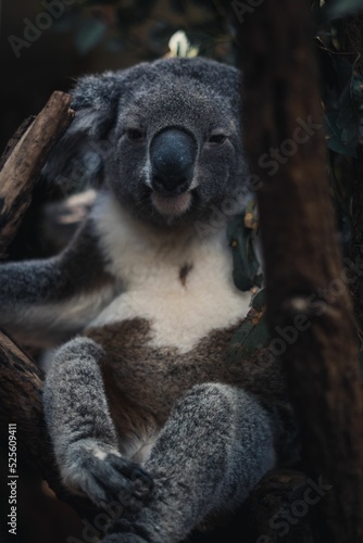 Photography Koala in an eucalyptus tree