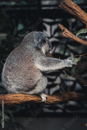 Photography Koala in an eucalyptus tree