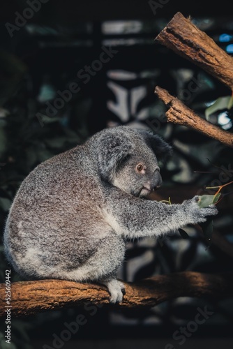 Photography Koala in an eucalyptus tree