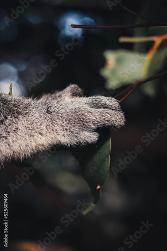 Photography Koala in an eucalyptus tree