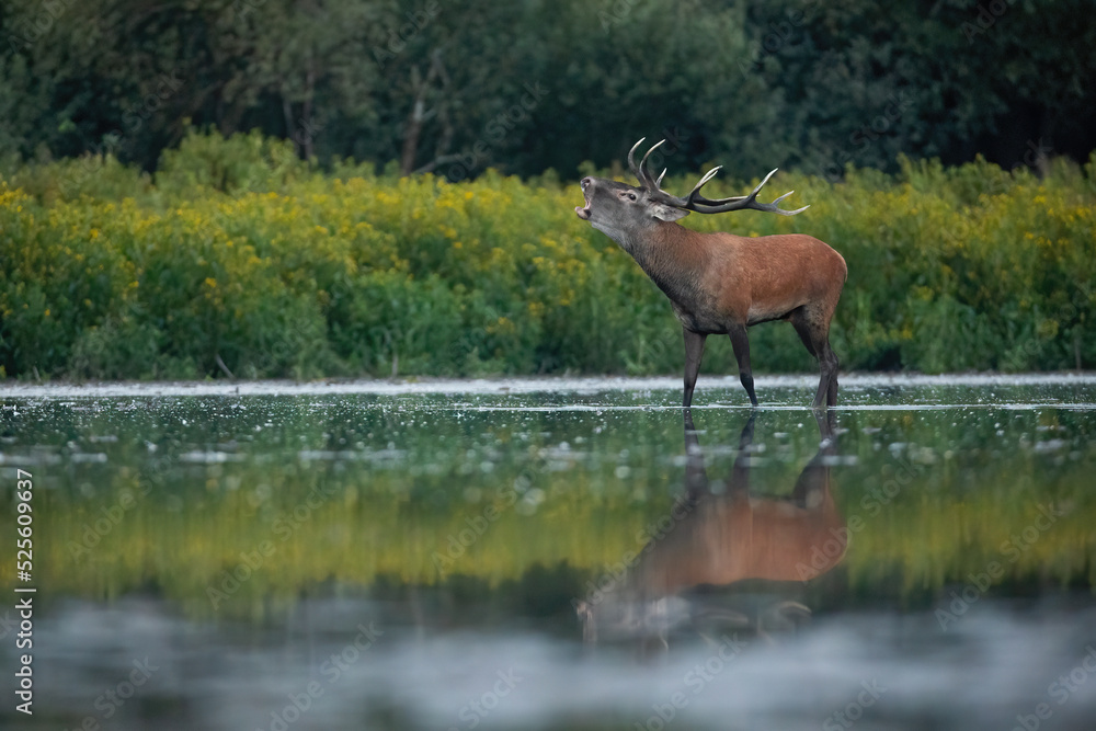 Fototapeta premium Red deer, cervus elaphus, stag standing in water and roaring during rutting season. Hoofed mammal with large antlers on a riverside with yellow colors in background.