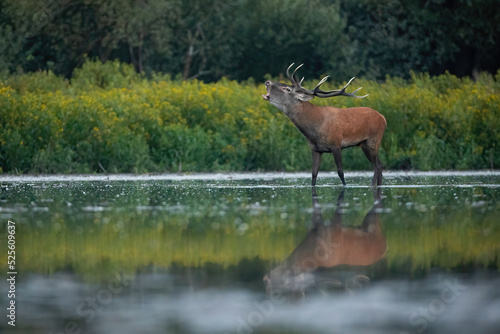 Red deer, cervus elaphus, stag standing in water and roaring during rutting season. Hoofed mammal with large antlers on a riverside with yellow colors in background. © WildMedia