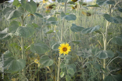 field of ripe sunflower heads, sunflower field close-up, sunflower field, ukrainian harvest field against the blue sky