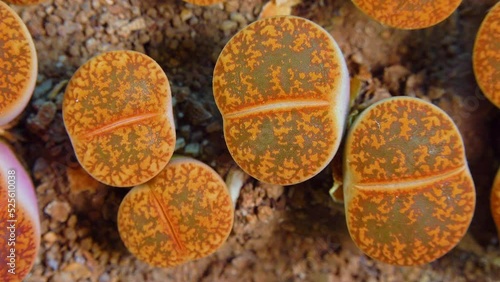 Mesembs (Lithops aucampiae) South African plant from Namibia in the botanical collection of supersucculent plants photo