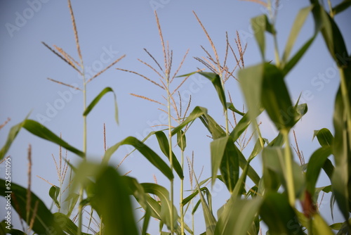 corn field against the blue sky  corn cobs  corn meadow  green leaves  corn stalks