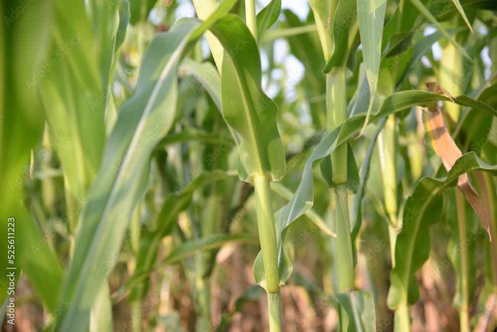 corn field against the blue sky, corn cobs, corn meadow, green leaves, corn stalks corn field against the blue sky, corn cobs, corn meadow, green leaves, corn stalks