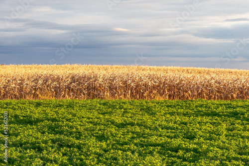 Windy Autumn day in the corn field 