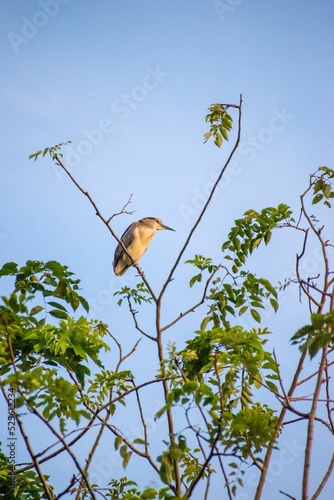 Vertical shot of a nankeen night heron perched on a tree branch. Nycticorax caledonicus. photo