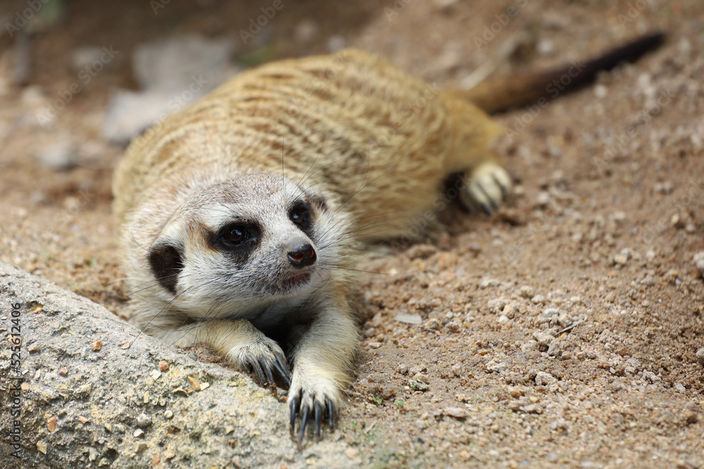 Fototapeta premium The Suricata suricatta or meerkat is sit down and rest on sand floor