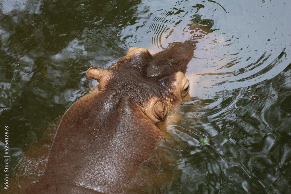 Close up head The Big hippopotamus is float in river Close up head The Big hippopotamus is float in river