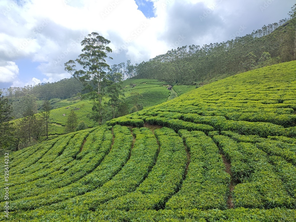 Tea plantation estate valley view
