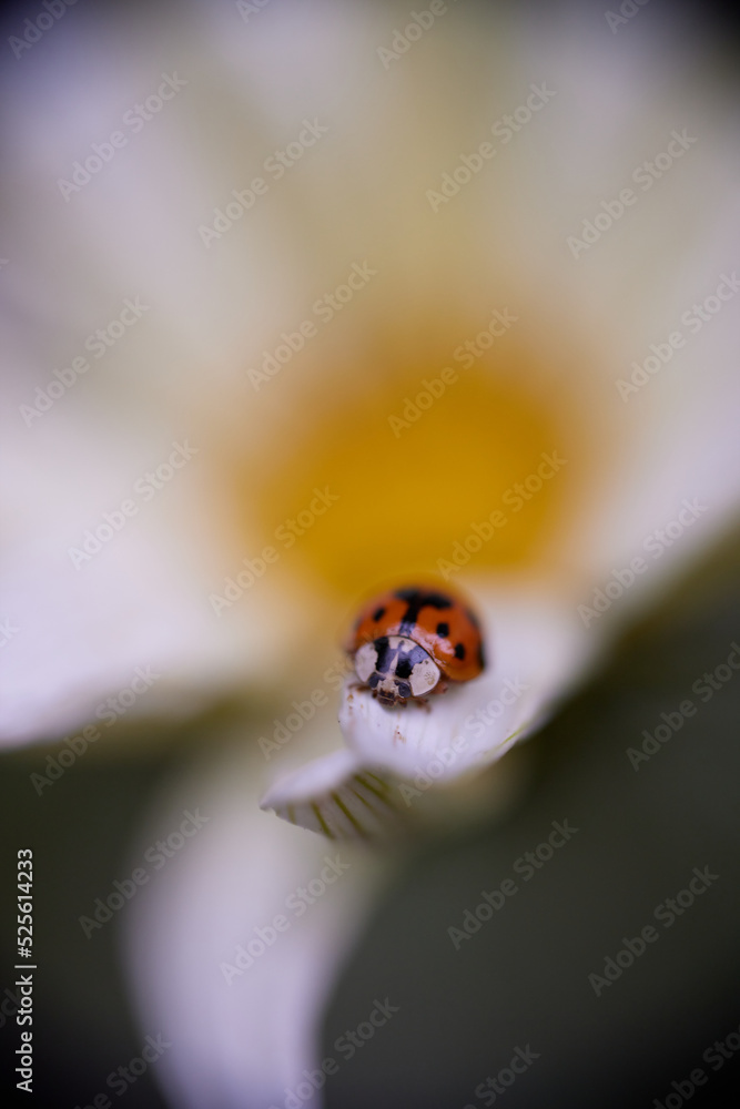 ladybug on a white-orange flower in a macro photo