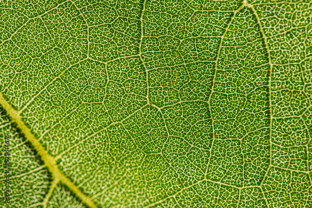 macro photography of leaf texture - you can see cells macro photography of leaf texture - you can see cells