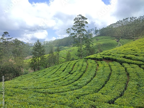 Photography Tea plantation estate valley view