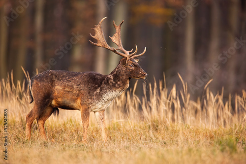 Fallow deer, dama dama, stag standing on a meadow with tall grass stems with copy space. Male animal with antlers and spotted fur on a glade with yellow tufts of vegetation from side.